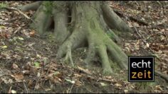 [ID: 1b9yHobVJS4] Youtube Automatic