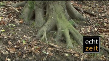 [ID: 1b9yHobVJS4] Youtube Automatic