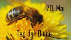 [ID: 5DZ8jntuPiw] Youtube Automatic