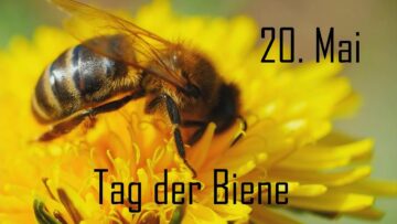 [ID: 5DZ8jntuPiw] Youtube Automatic