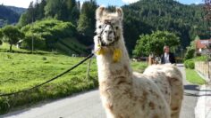 [ID: Av-N3myRjYw] Youtube Automatic