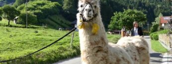 [ID: Av-N3myRjYw] Youtube Automatic