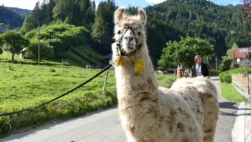 [ID: Av-N3myRjYw] Youtube Automatic