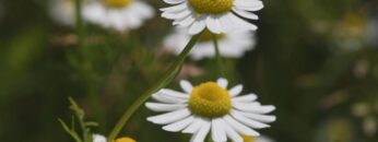 [ID: C1mbvwvvdu0] Youtube Automatic