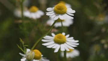 [ID: C1mbvwvvdu0] Youtube Automatic