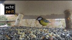 [ID: CMCthScQMIE] Youtube Automatic