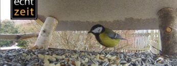 [ID: CMCthScQMIE] Youtube Automatic