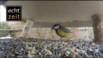 [ID: CMCthScQMIE] Youtube Automatic