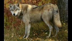 [ID: dIJE-jMpZWg] Youtube Automatic