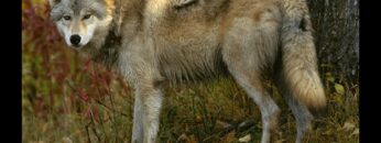 [ID: dIJE-jMpZWg] Youtube Automatic