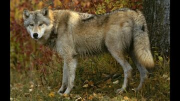 [ID: dIJE-jMpZWg] Youtube Automatic