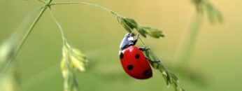 [ID: EuJyAdAT6hs] Youtube Automatic