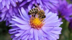 [ID: -g8IeIo5pfw] Youtube Automatic