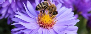 [ID: -g8IeIo5pfw] Youtube Automatic