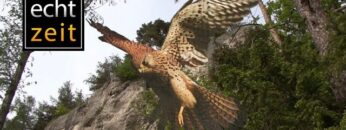 [ID: GjOAXlJ9g3w] Youtube Automatic