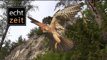 [ID: GjOAXlJ9g3w] Youtube Automatic