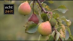 [ID: G_sm_n9fSDU] Youtube Automatic