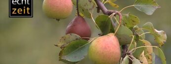 [ID: G_sm_n9fSDU] Youtube Automatic