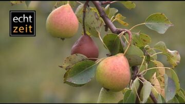 [ID: G_sm_n9fSDU] Youtube Automatic