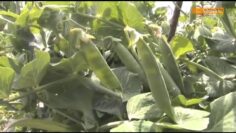 [ID: H0PwUBv27SU] Youtube Automatic