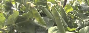 [ID: H0PwUBv27SU] Youtube Automatic