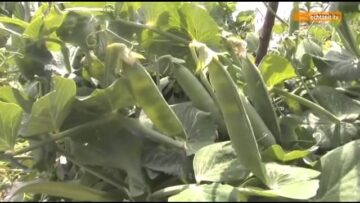 [ID: H0PwUBv27SU] Youtube Automatic