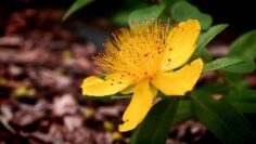 [ID: iGujBGtSHAg] Youtube Automatic