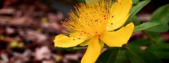 [ID: iGujBGtSHAg] Youtube Automatic