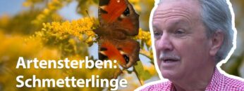 [ID: _jyLaFDUAsY] Youtube Automatic