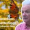 Artensterben: Schmetterlinge