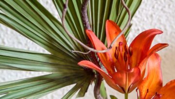 [ID: QJDC3tuShPY] Youtube Automatic