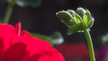 [ID: qSD5HUt-xtw] Youtube Automatic