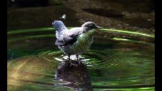 [ID: RUBWr9g9i0c] Youtube Automatic