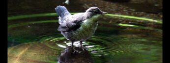 [ID: RUBWr9g9i0c] Youtube Automatic