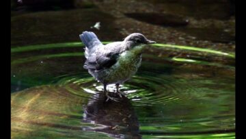 [ID: RUBWr9g9i0c] Youtube Automatic