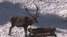 [ID: rVUYxqS_hx4] Youtube Automatic