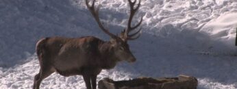 [ID: rVUYxqS_hx4] Youtube Automatic