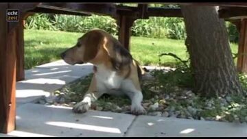 [ID: UA7XAJq7DEQ] Youtube Automatic