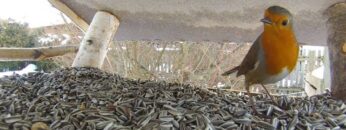 [ID: V_90yVLaPlI] Youtube Automatic