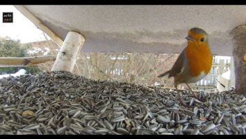 [ID: V_90yVLaPlI] Youtube Automatic