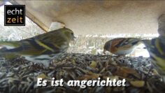 [ID: Vhm1p1qdnZg] Youtube Automatic