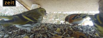 [ID: Vhm1p1qdnZg] Youtube Automatic