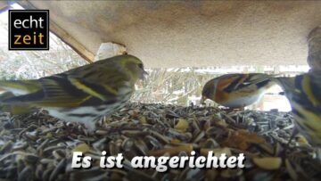 [ID: Vhm1p1qdnZg] Youtube Automatic