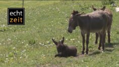 [ID: w7EhOTAsxZ8] Youtube Automatic