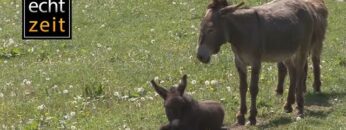 [ID: w7EhOTAsxZ8] Youtube Automatic