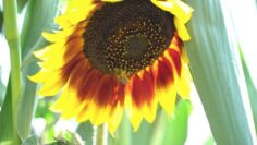 [ID: z9HGG1woxqE] Youtube Automatic