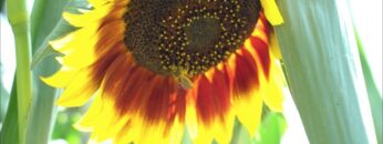 [ID: z9HGG1woxqE] Youtube Automatic