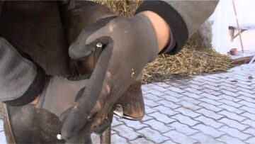 Privat: [ID: BUBVZQhhGTw] Youtube Automatic