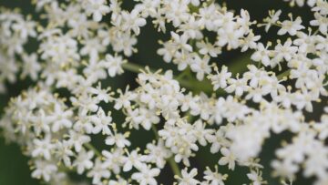 Privat: [ID: FgvmwU8P0UM] Youtube Automatic