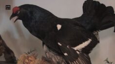 Privat: [ID: Hc4SKMkgObE] Youtube Automatic